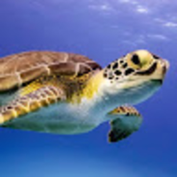 Meet your Posher, Lent - Picture 1 of 1